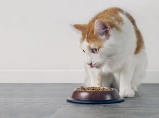 taurine pour le chat